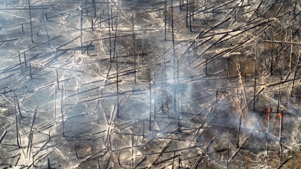 Eine Aufnahme einer Drohne zeigt verkohlte Bäume bei einem Waldbrand in einem munitionsbelasteten Gebiet bei Jüterbog © picture alliance/dpa/Landkreis Teltow Fläming