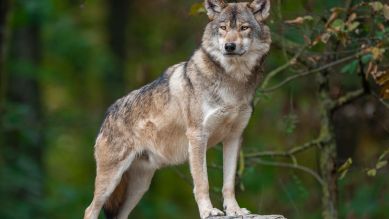 Wolf in Deutschland © imageBROKER/Frank Sommariva / dpa