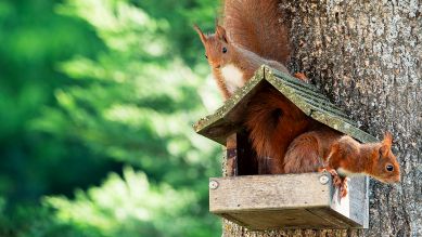 Zwei Eichhörnchen auf einem Baum; © Colourbox/prochasson frederic