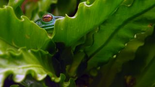 Tarnung: Frosch in Blättern; Foto: Carsten Kampf