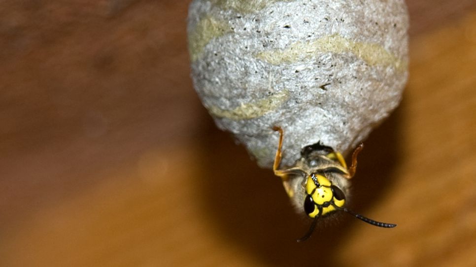 Wespe in ihrem Nest; © Carsten Kampf