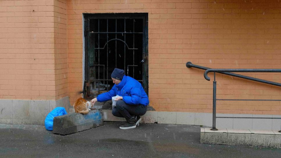 Eine Katze in der umkämpften ukrainischen Hauptstadt Kiew © Yevgenia Belorusets