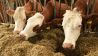 Kühe könnten bald neues Futter bekommen: Ein Pulver aus Bakterien, Hefen, Pilzen oder Algen © Angelika Warmuth