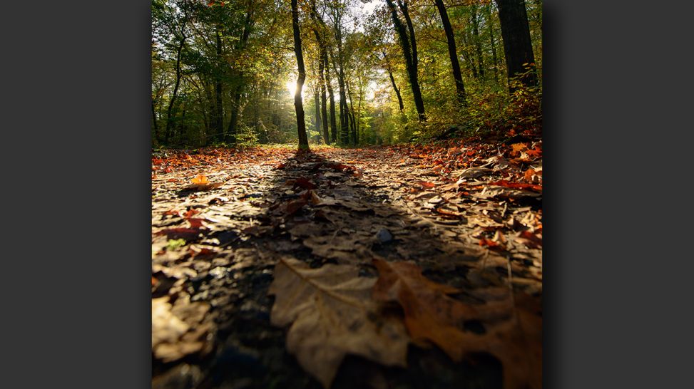 Schattenspiel im Herbst; © Carsten Kampf