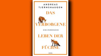 Andreas Tjernashaugen: Das verborgene Leben der Füchse © Insel Verlag