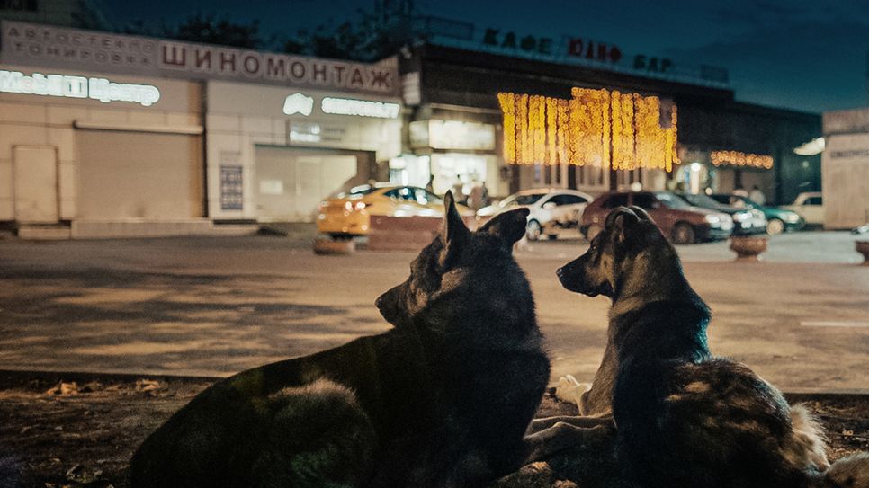 Space Dogs; © Elsa Kremser/Raumzeitfilm