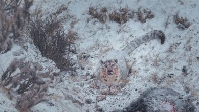 Der Schneeleopard © MFA+ FilmDistribution