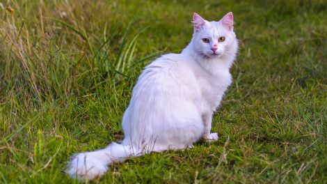 Eine weiße Katze mit einem roten Fleck an der Nase, sitzt auf einer grünen Wiese (Quelle: Imago/Panthermedia)
