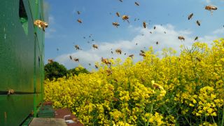 Ein Bienenstock, Bienen fliegen ein und aus, davor ein gelb blühendes Rapsfeld (Quelle: imago/Blickwinkel)