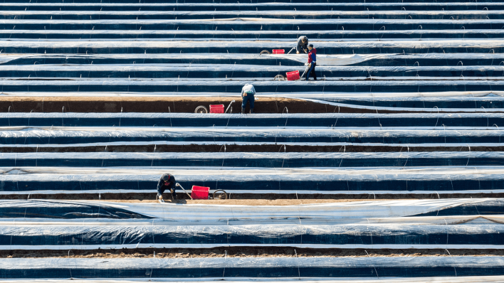Erntehelfer stechen auf einem mit Folien abgedeckten Feld Spargel (Quelle: dpa/Armin Weigel)
