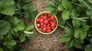 Eine Schale mit Erdbeeren steht in einem Erdbeerfeld.