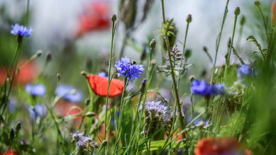 Blühfläche als Lebensraum in der Feldflur © imago images/onw-images