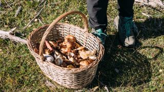 Korb mit Pilzen © IMAGO / Addictive Stock