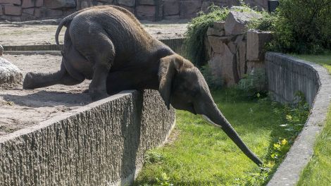 Elefant Kandu macht sich lang im Tierpark Friedrichsfelde (Quelle: Imago)