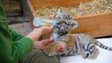 Alisha, ein sibirisches Tiger-Baby im Tierpark Berlin für Besucher zu sehen. Eine Stunde jeden Tag können Besucher jetzt das niedliche Tigerbaby Alisha sehen (Quelle: imago/Thomas Lebie)