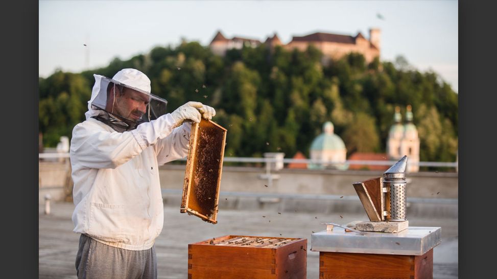 Urban Beekeeper Gorazd Trušnovec bei der Inspektion von Bienenstöcken über den Dächern von Ljubljana. Foto: Luka Dakskobler © Slovenski etnografski muzej