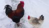 Hühner im Schnee; © Luise Meier