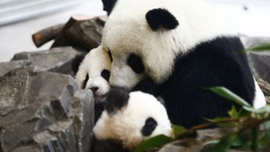 "Die Panda-Zwillinge Pit (Meng Xiang) und Paule (Meng Yuan) mit Mutter Meng Meng (l.) beim Pressetermin zum ersten Ausflug der Pandazwillinge im Berliner Zoo"; © dpa / Abdulhamid Hosbas / Anadolu Agency