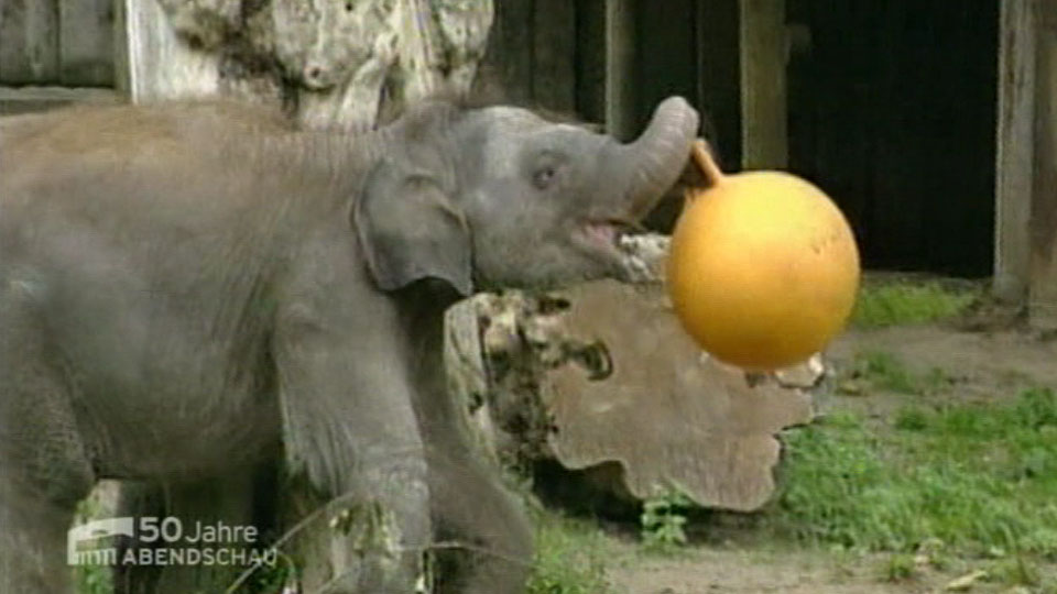 2000 Abendschau Geburt von Kiri im Berliner Zoo (Quelle: rbb)