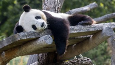 Panda Meng Meng (Quelle: imago images/Olaf Wagner)