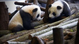 Pandazwillinge an ihrem ersten Tag vor der Öffentlichkeit in ihrem Gehege, Bild: imago images / Pacific Press Agency