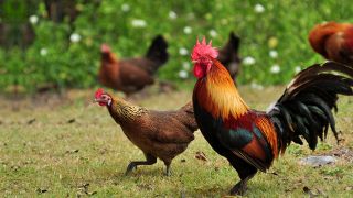 Hühner und Hahn picken auf einer Wiese (Bild: Colourbox)