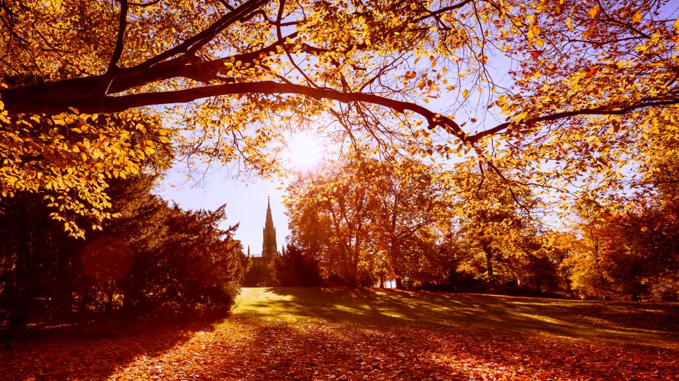 Bäume im Park mit Herbstlaub (Quelle: colourbox)