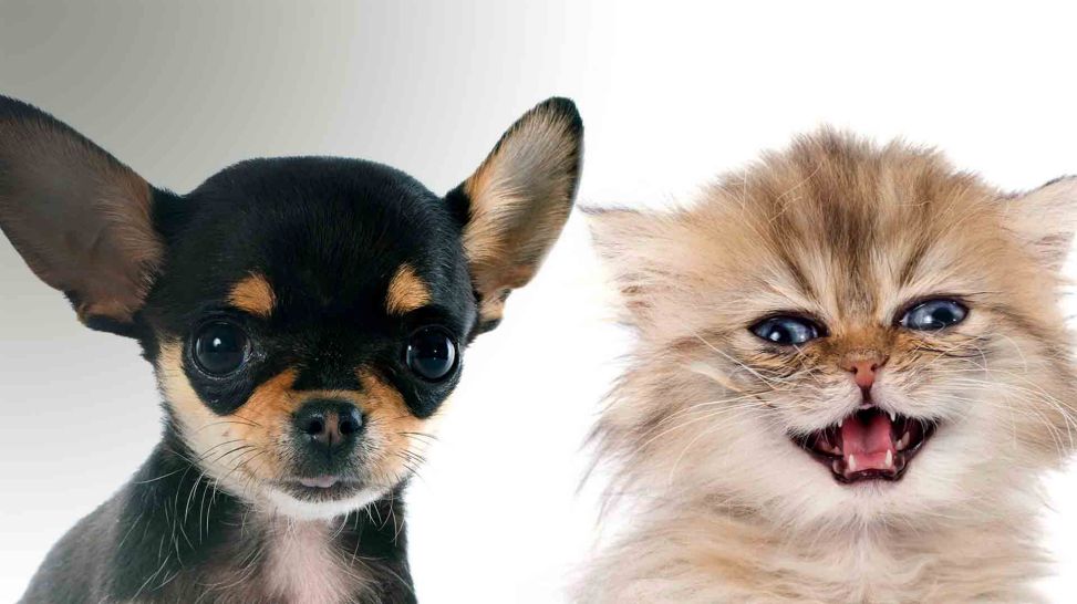 Hund und Katze, Chihuahua-Welpe und Perserkätzchen (Bild: Colourbox/BONZAMI Emmanuelle)