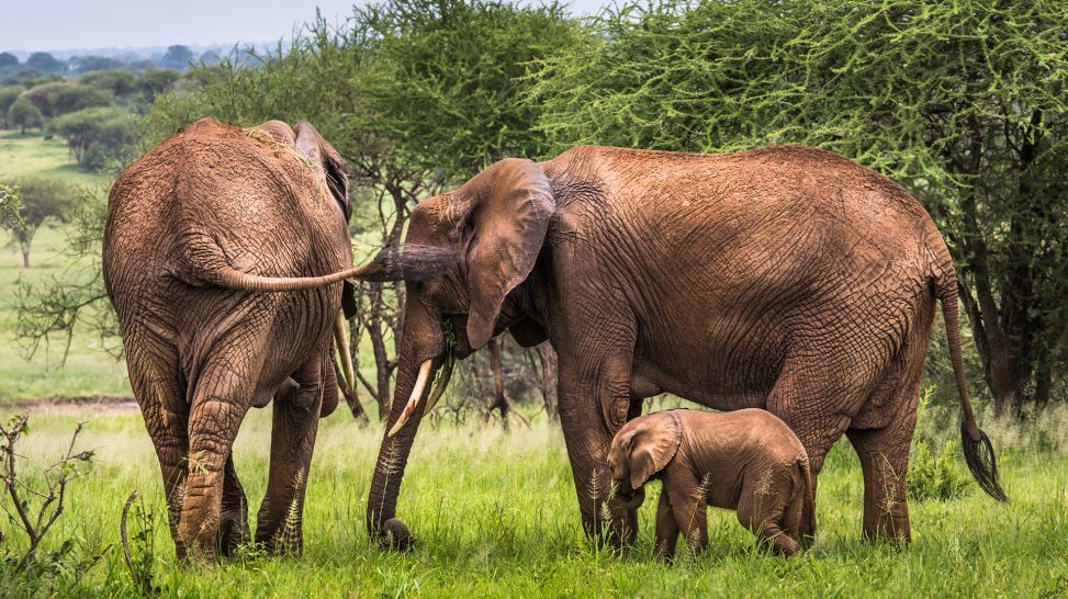 Elefanten im Tarangire National Park, Tanzania (Bild: Colourbox)