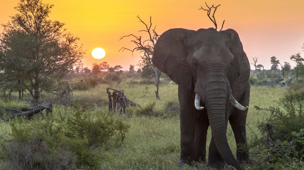 Elefant in Arfika (Bild: Colourbox)