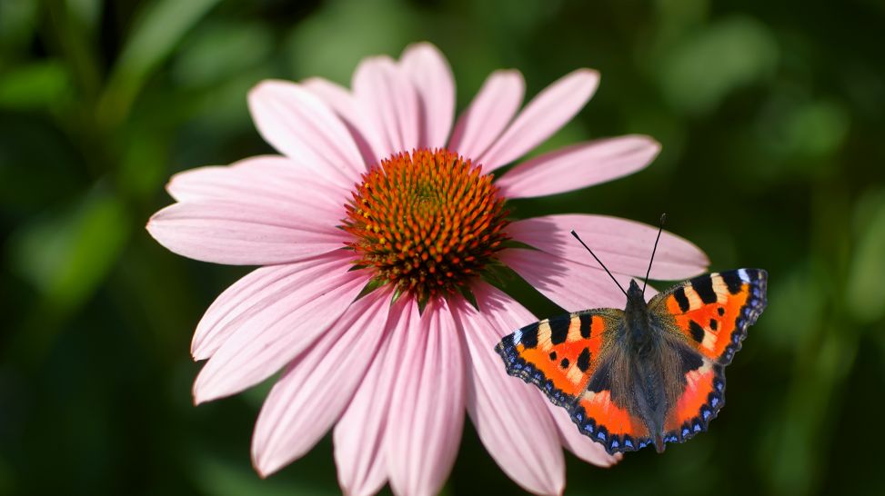 Schmetterling sitzt auf Blume (Sonnenhut); Quelle: Colourbox