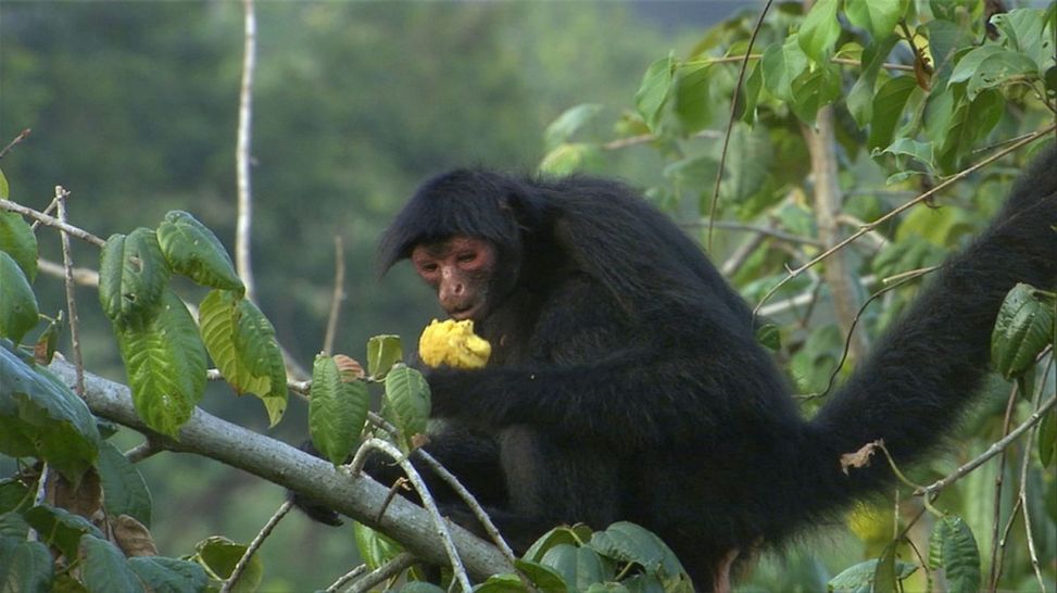 Affe isst eine gelbe Frucht, Bild: rbb/BR/Marion Pöllmann
