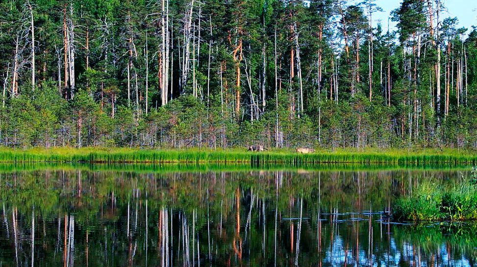 Wald und Wasser im Frühjahr (Bild: SWR/ZDF Enterprises)
