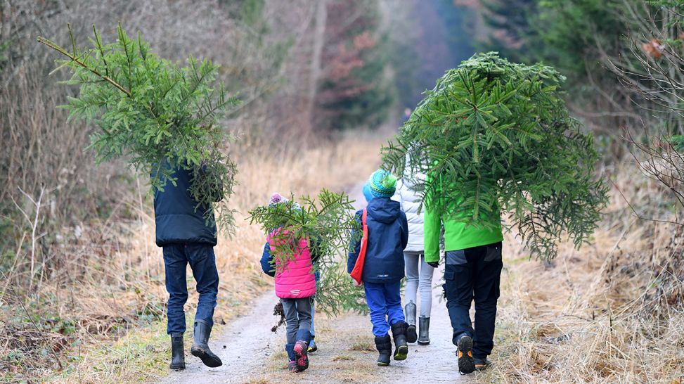 Zwei Familien tragen Bäume aus dem Wald © dpa/ Pressebildagentur ULMER