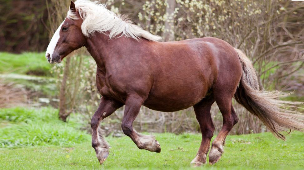 Kaltblut, Pferd auf der Wiese (Bild: Colourbox)