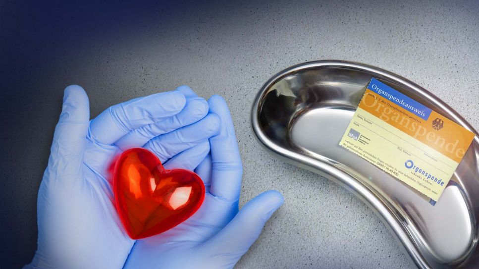 rot-transparentes Herz in OP-Handschuh-Händen und Nierenschale mit Organspendeausweis (Quelle: rbb/imago colourbox)