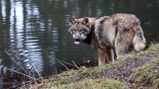 Europäischer Grauwolf rastet am See des Wildparks Schorfheide, Bild: IMAGO / Andreas Gora