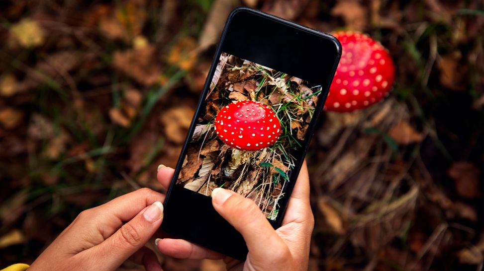 Eine Person fotografiert einen Pilz im Wald mit einem Smartphone (Bild: IMAGO / YAY Images)