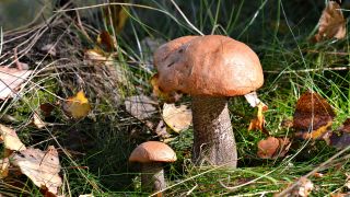 Pilze in einem Wald (Bild: Colourbox)