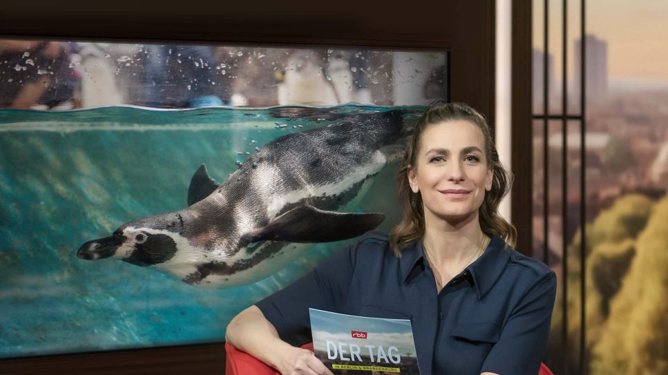 Montage: Der-Tag-Moderatorin Nadine Heidenreich vor Großbildmonitor mit Humbold-Pinguin unter Wasser (Quelle: rbb/OliverZiebe/Colourbox)