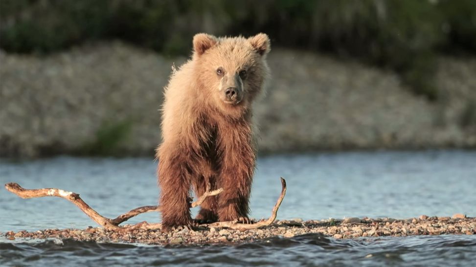 Nahaufnahme eines Gobi-Braunbären, der an einem See steht (Bild: IMAGO / Pond5 Images)
