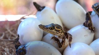 Kleine Krokodile schlüpfen aus ihren Eiern (Bild: Colourbox)