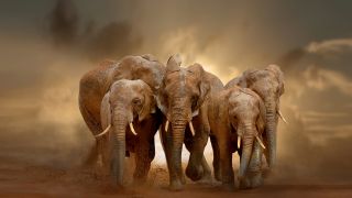 Afrikanische Elefanten (Bild: Colourbox)