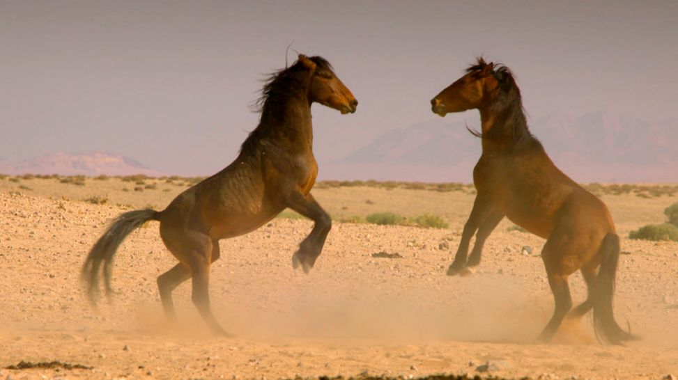 Kampf zwischen zwei Hengsten in der Wüste (Bild: bb/NDR/Interspot Film GmbH)