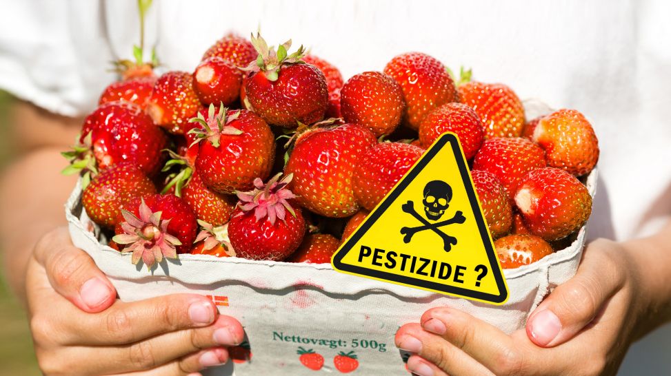 Fotomontage: Hände halten übervolle Pappschale mit Erdbeeren, Warnzeichen schwarzer Totenkopf auf gelben Dreieck + "Pestizide?" (Bild: Colourbox)