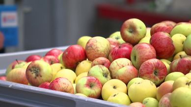 Äpfel frisch vom Hof, Foto: rbb