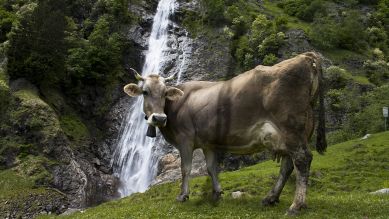 Wasserfall Partschins mit Kuh davor. Quelle: imago images/ McPHOTO