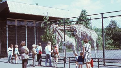 Tierpark Friedrichsfelde 1971. Quelle: imago/Gerhard Leber