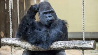 Gorilla Ivo im Berliner Zoo, Bild: imago-images/ Olaf Wagner