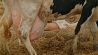 das volle Euter einer Kuh; Bild: rbb/LABO M